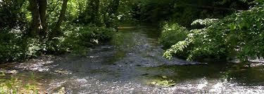 Forge Valley Woods National Nature Reserve